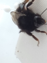 Bombus lapidarius