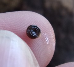 Bathyomphalus contortus
