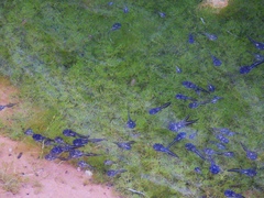 Phrynomantis annectens