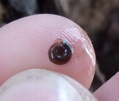 Bathyomphalus contortus