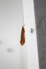 Psychoglypha bella