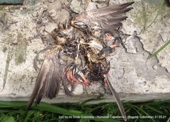 Pyrocephalus rubinus