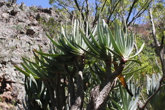 Kumara plicatilis