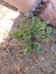 Aristolochia pistolochia