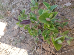 Aristolochia pistolochia