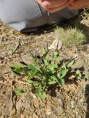 Aristolochia pistolochia