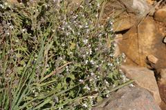 Aeollanthus buchnerianus