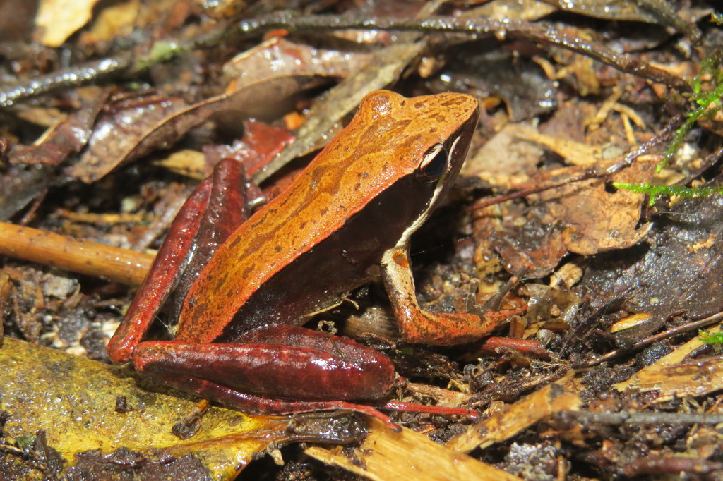 Eastern Madagascar Frog