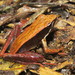 Mantidactylus melanopleura - Photo (c) Nina Lester Finley, μερικά δικαιώματα διατηρούνται (CC BY-NC), uploaded by Nina Lester Finley