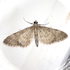 Gymnoscelis rufifasciata