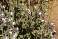 Aeollanthus buchnerianus