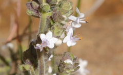 Aeollanthus buchnerianus