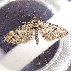 Gymnoscelis rufifasciata