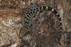 Tak Bent-Toed Gecko photo 4