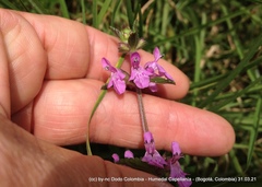 Stachys bogotensis