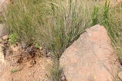 Acalypha depressinerva