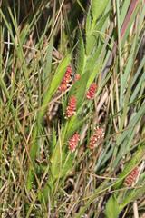 Acalypha depressinerva