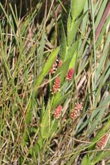 Acalypha depressinerva