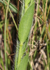 Acalypha depressinerva