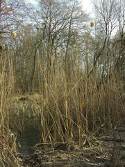Phragmites australis altissimus