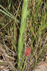 Acalypha depressinerva