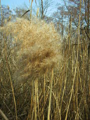 Phragmites australis altissimus