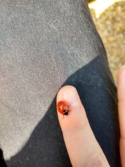Coccinella septempunctata