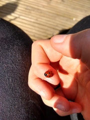 Coccinella septempunctata