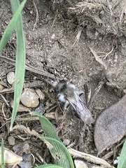 Andrena cineraria
