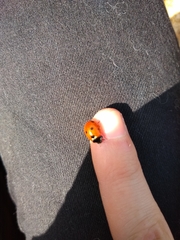 Coccinella septempunctata