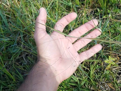 Eragrostis elliottii