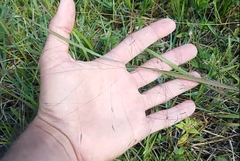 Eragrostis elliottii