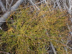 Chironia melampyrifolia