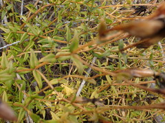 Chironia melampyrifolia
