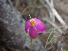 Chironia melampyrifolia