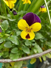 Viola × wittrockiana