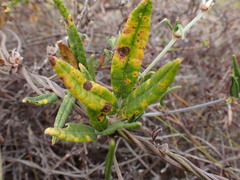 Rhynchosia leucoscias