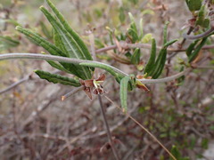 Rhynchosia leucoscias