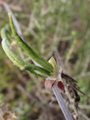 Rhynchosia leucoscias
