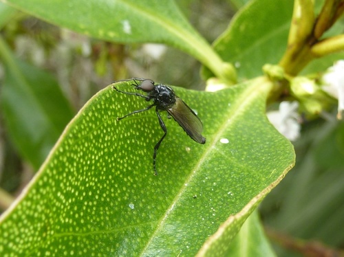 Blossom Fly photo 4