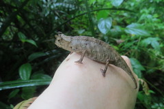 Brookesia superciliaris