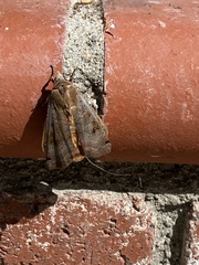Noctua pronuba