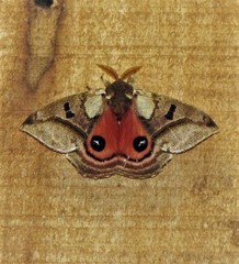 Automerella aurora