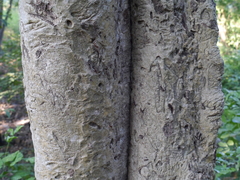 Mitragyna parvifolia