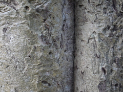 Mitragyna parvifolia