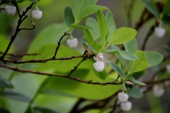 Vaccinium alaskaense