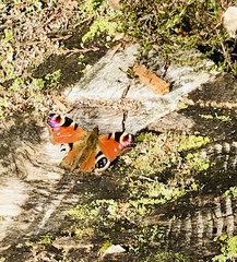 Aglais io