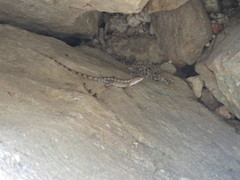 Sceloporus utiformis