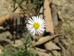 Erigeron exilis
