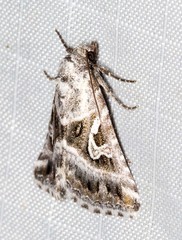 Chaograptis crystallodes